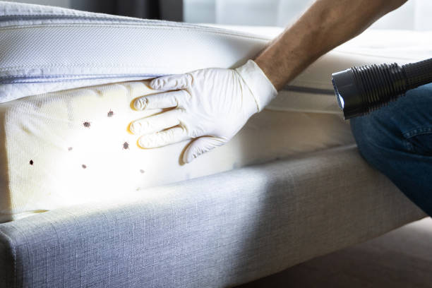Best Bed Bug Extermination  in Ashland, MO