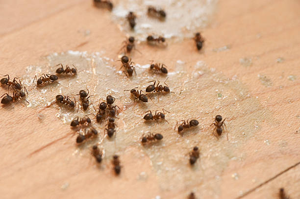 Best Flea Control Services  in Ashland, MO