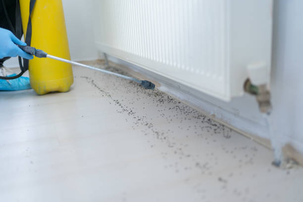 Best Flea Control Services  in Ashland, MO