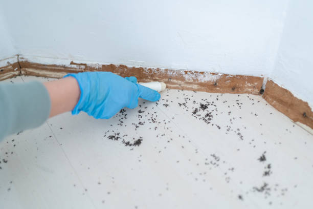 Best Pest Prevention Services  in Ashland, MO