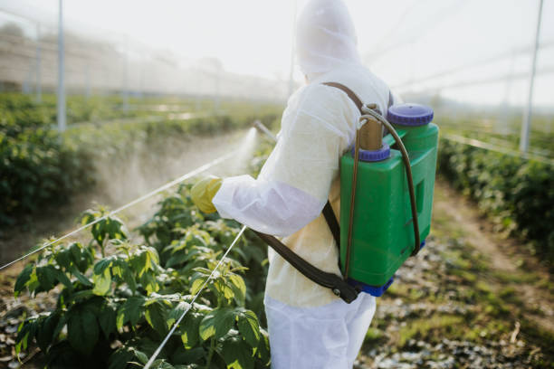 Best Wasp Removal Services  in Ashland, MO